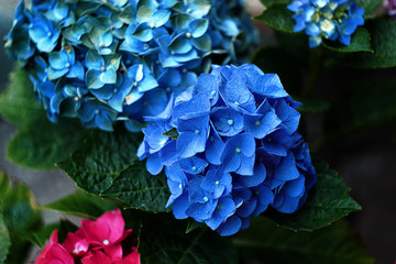 blossoming blue hydrangea in the garden, close-up