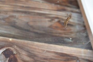 dead fly