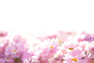 Obraz na płótnie Canvas Pink flowers blurred background