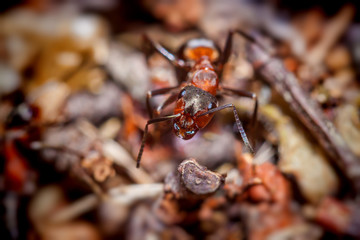 Large ant on the forest floor.