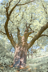 Oak tree with large branches on the sunny meadow.