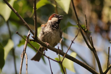 Sparrow