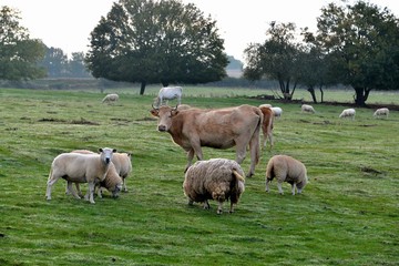 Obraz premium Animaux dans les champs