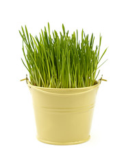 Spring green grass growing in bucket over white