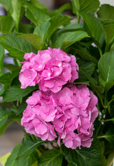 Close up of pink hortensia flower