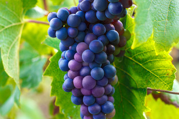 Ripe grapes in a vineyard, France.