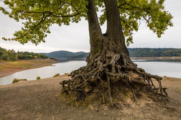 Naklejka premium Freistehender Baum am Edersee