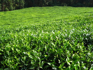 Campo de te