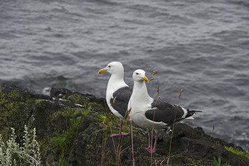 最北の海岸に集まるウミネコ