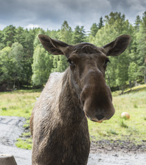 moose or antler in norway