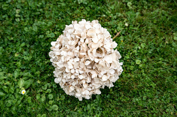 Close-Up of Isolated White Dry Hydrangea on Grass