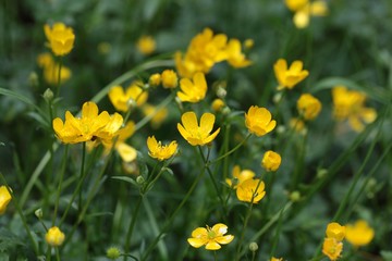 Fototapeta premium Corn Buttercups