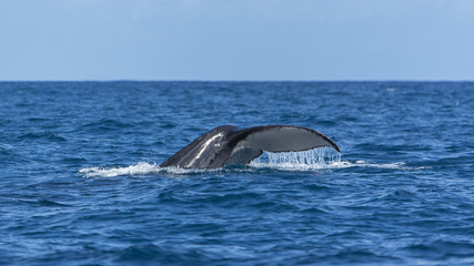 Fototapeta premium Humpback whale swimming in the Pacific Ocean, tail of the whale diving 