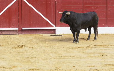 Toro bravo español en la arena de una plaza de toros