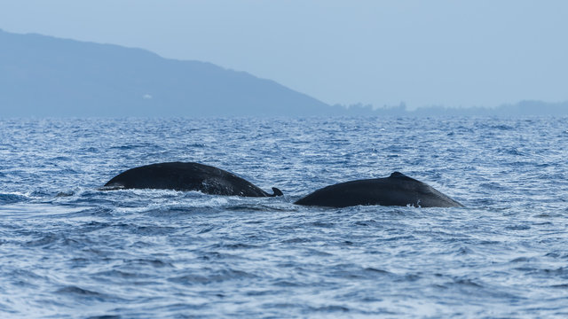 Humpback whale swimming in the Pacific Ocean in front of the island of Tahiti, mother and calf, both backs
