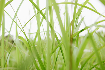 Grass
