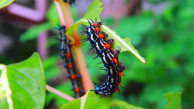 caterpillar worm striped black and white Walking eat on leaf  VDO 4K (Eupterote testacea, Hairy caterpillar)
