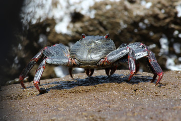 TIERE_2969_rote_Klippenkrabbe