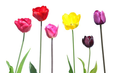 Set of different color tulips with green leaves isolated on white background