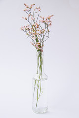 Fototapeta na wymiar Flower in the vase