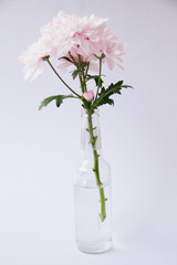pink chrysanthemum in the vase