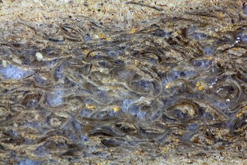 Surface of a carbonate rock