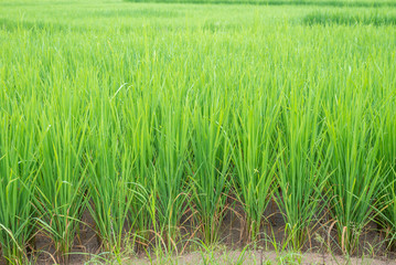 Green Terraced Rice Field in Mae La Noi in Maehongson, northern of Thailand