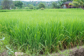 Green Terraced Rice Field in Mae La Noi in Maehongson, northern of Thailand