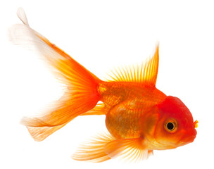 Goldfish isolated on white background