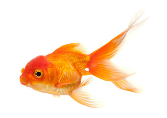 Goldfish isolated on white background