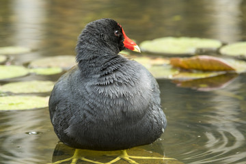 black swamp chicken with red beak in a lake