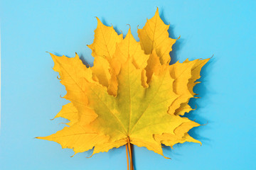 Autumn colorful leaves on blue. Top view and copy space. Isolated.
