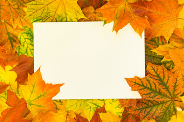 Naklejka na ściany i meble Autumn colorful leaves around white blank for your text. Top view and copy space. Fall concept.