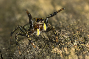 brown jumping spider ready to jump attack