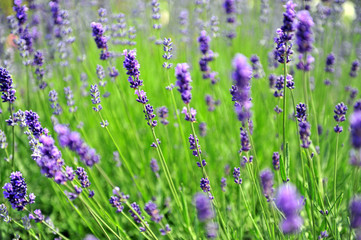 Lavender in the field on windy day
