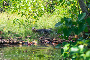 Large Asian water monitor at the riverbank of the Rekawa lagoon. The scenic coastal lagoon in the south of Sri Lanka, situated at the east-side of Tangalle, has a big biodiversity 