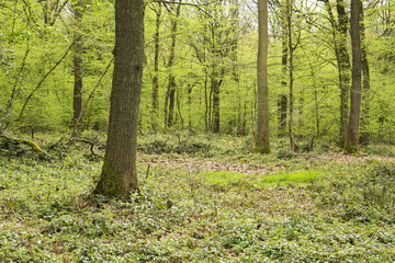 green springtime forest