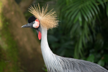 Black Crowned Crane