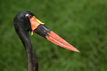Saddle stalk head close-up