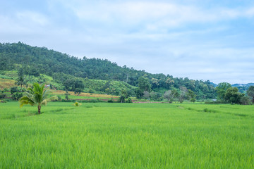 Fototapeta na wymiar Green Terraced Rice Field in Mae La Noi in Maehongson, northern of Thailand