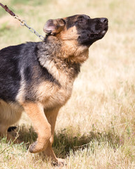 a portrait of a thoroughbred dog