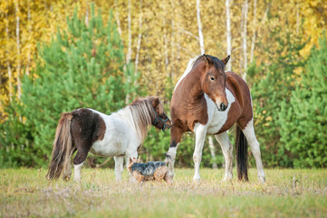 Friendship of paint horse and pony
