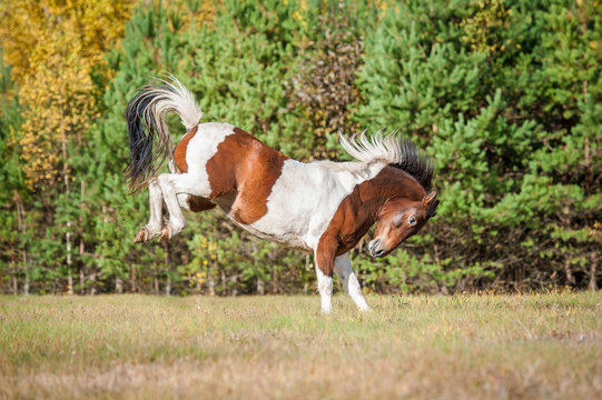 Beautiful paint horse having fun on the pasture in autumn
