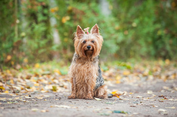 Yorkshire terrier dog in autumn 