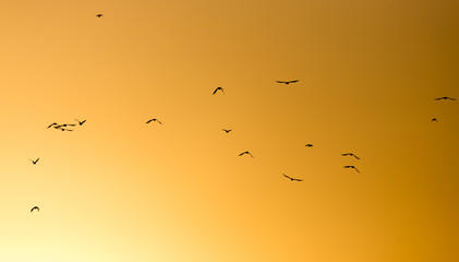 a flock of birds on the golden sunset