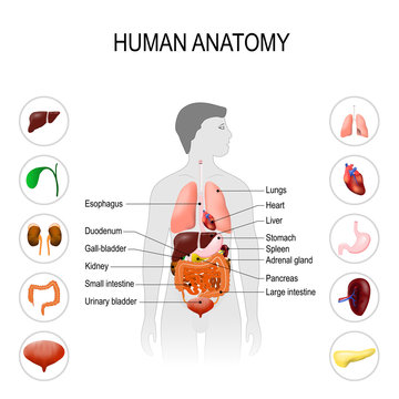 human anatomy. Medical poster