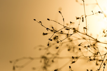 Fototapeta na wymiar silhouette of a plant on a golden sunset