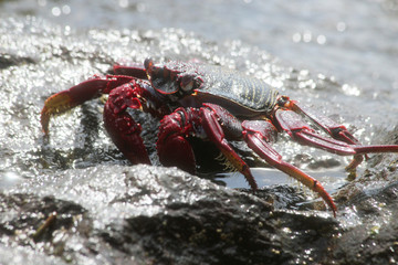 TIERE_2386_rote_Klippenkrabbe