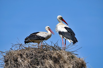 Störche auf Ihrem Nest im bekannten Storchendorf Zywkowo in Masuren an der russischen Grenze,Polen