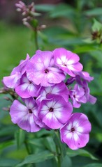 Lila Phlox